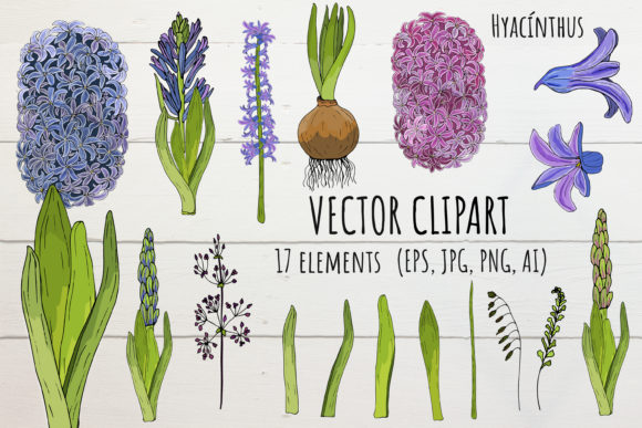 Vector Floral Geacinth Set for Design: Enhancing Botanical Projects with Versatile Assets